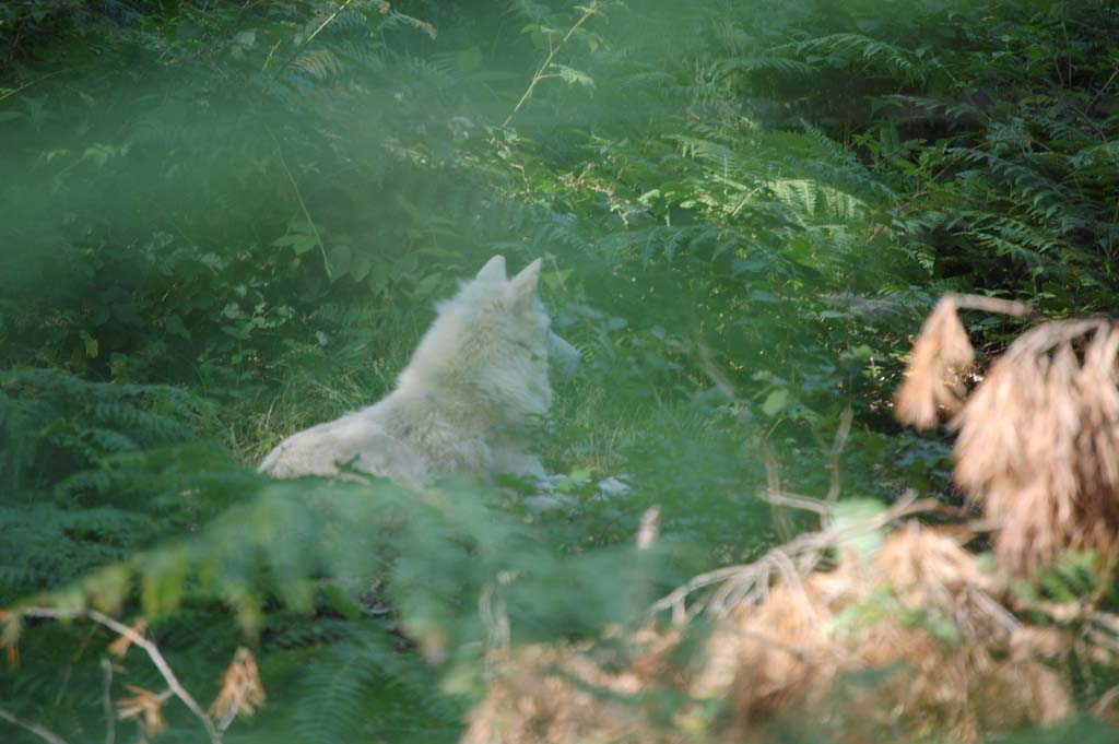 Polarwolf im Saarland